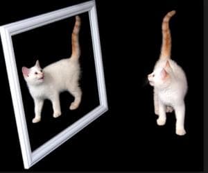 cat and mirror