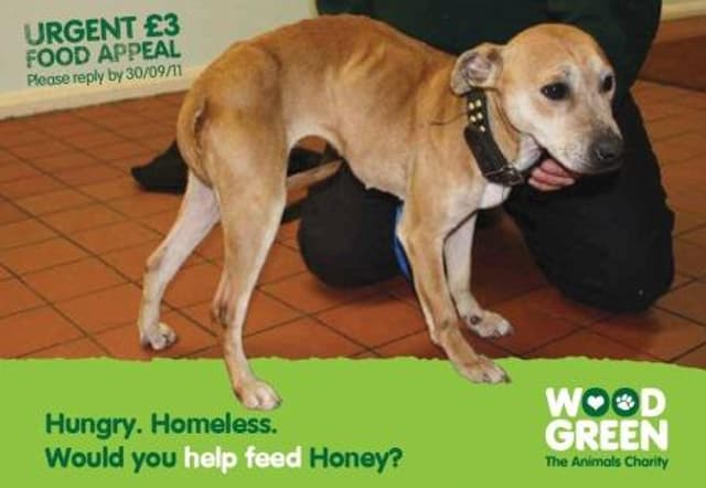 The picture of Honey used on the outer of the mail pack and one of the press advert variations speaks volumes to any animal lover.
