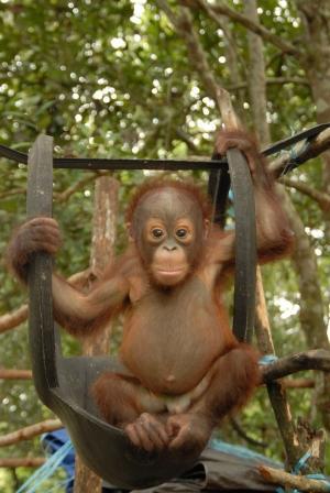 Miko the orang-utan