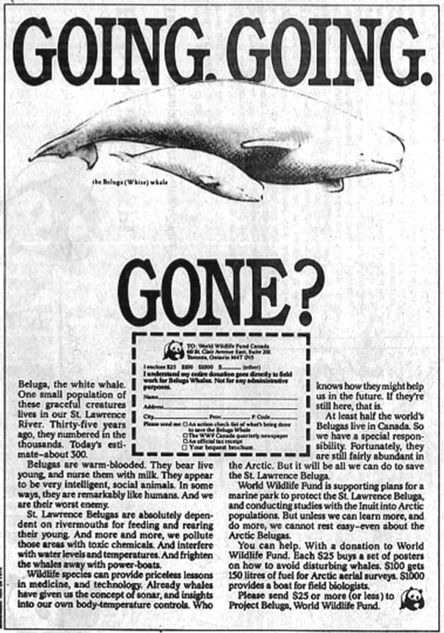 The belugas ad.