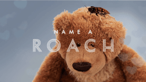Name-a-roach-teddy.png#asset:41773:homepageThumbnails
